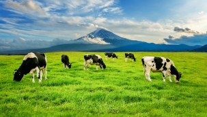 Büyükbaş Hayvan İsimleri Nelerdir?