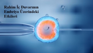 Rahim İç Duvarının Embriyo Üzerindeki Etkileri