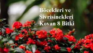 Böcekleri ve Sivrisinekleri Kovan 8 Bitki