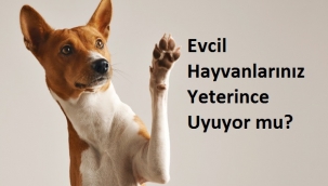 Evcil Hayvanlarınız Yeterince Uyuyor mu? İyi Uyuduklarından Nasıl Emin Olabilirsiniz?