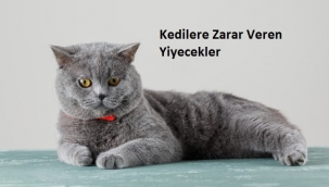 Kedilere Zarar Veren Yiyecekler