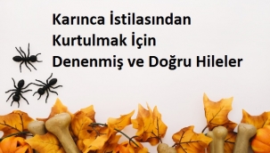 Karınca İstilasından Kurtulmak İçin Denenmiş ve Doğru Hileler