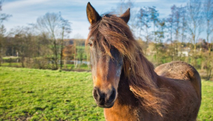 Rüyada At Görmek Ne Anlama Gelir