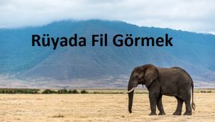 Rüyada Fil Görmek Ne Anlama Gelir