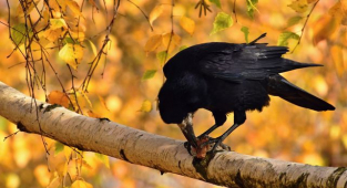 Rüyada Karga Görmek Ne Anlama Gelir