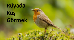 Rüyada Kuş Görmek Ne Anlama Gelir