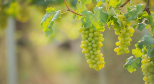 Rüyada Üzüm Görmek Ne Anlama Gelir