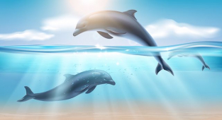 Rüyada Yunus Balığı Görmek Ne Anlama Gelir