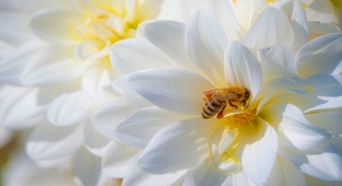 Rüyada Arı Görmek Ne Anlama Gelir