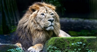 Rüyada Aslan Görmek Ne Anlama Gelir