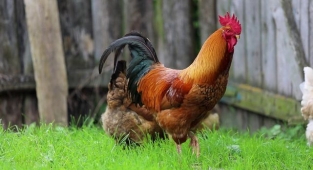 Rüyada Horoz Görmek Ne Anlama Gelir