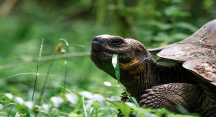 Rüyada Kaplumbağa Görmek Ne Anlama Gelir