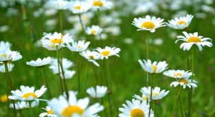 Rüyada Papatya Görmek Ne Anlama Gelir