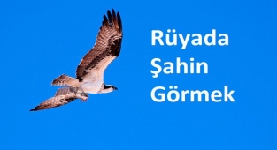 Rüyada Şahin Görmek Ne Anlama Gelir