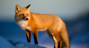 Rüyada Tilki Görmek Ne Anlama Gelir