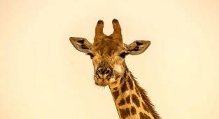 Rüyada Zürafa Görmek Ne Anlama Gelir