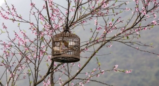 Rüyada Kafes Görmek Ne Anlama Gelir