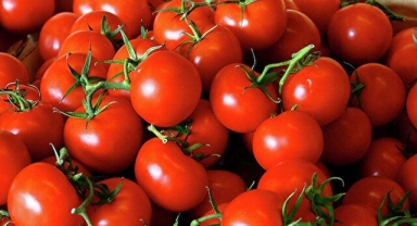 Domates Nasıl Yetiştirilir? Domates Nasıl Ekilir? Evde Domates Yetiştirmenin Kolay Yolları Nelerdir?