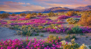 Anza Borrego Desert State Park