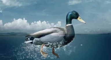 Sosyal Medyada Ördek Sendromu