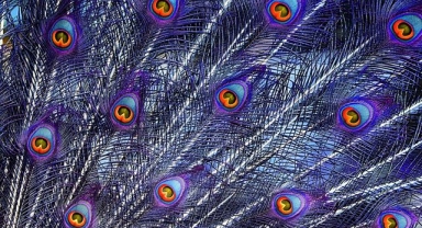 Tavus Kuşu Hakkında