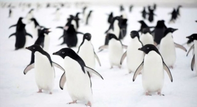 Adelie Penguenleri Hakkında Bilgi
