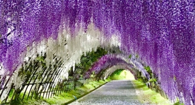 Japonya'da Büyüleyici Bir Bahçe : Kawachi Fuji Bahçesi