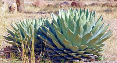 Mavi Agave