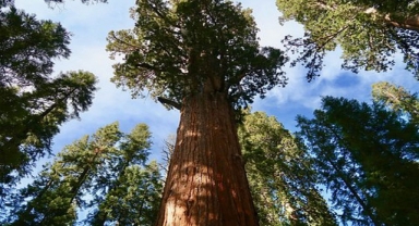 Sekoya (Coast redwood)