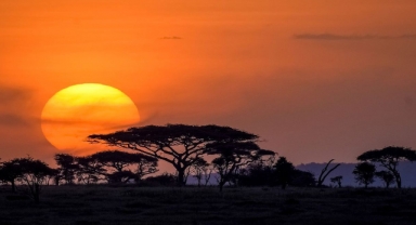 Serengeti Ulusal Parkı Tanzanya