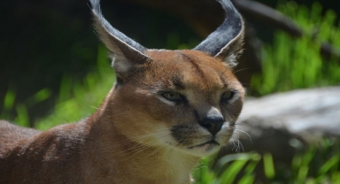 Türkiye'nin Vahşi Kedisi Karakulak