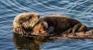 Deniz Samuru Yavrusu