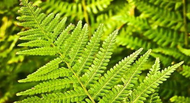 Eğrelti Otu Filizi Nedir Ne İşe Yarar (Fiddlehead)