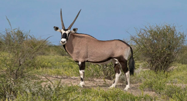 Gemsbok (Güney Afrika Ceylanı)