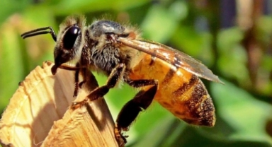 İngiltere'deki Avrupa Bal Arıları Çeşitleri