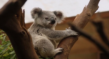 Koalalar