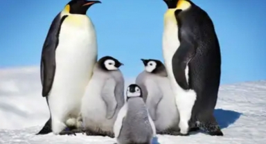 Kral Penguen Hakkında Bilinmesi Gerekenler