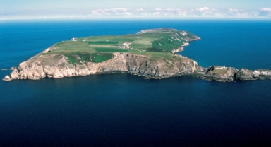 Lundy Adasındaki Fok Yavruları