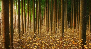 Mitsumata Çiçeklerinin Önemi