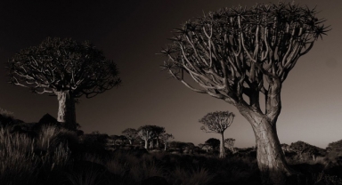 Namibya Sadak Ağacı