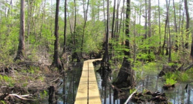 Okefenokee Ulusal Yaban Hayatı Sığınağı
