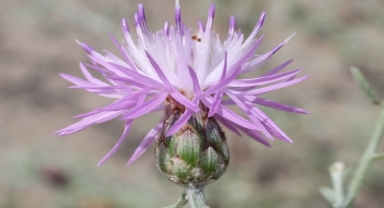 Peygamber Çiçekleri Nerede Yetişir