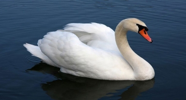 Sessiz Kuğu (Cygnus Olor - Mute Swan)