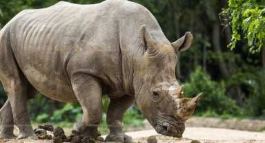 Sumatra Gergedanı (Dicerorhinus Sumatrensis)