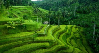 Tegalalang Pirinç Tarlaları