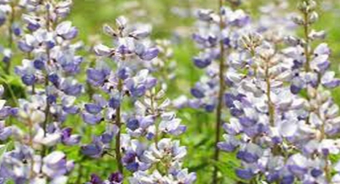 Wild Lupine Bitkisi (Yabani Lupin)