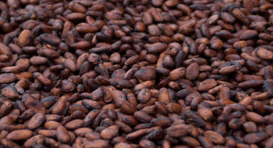Kakao Çekirdeği