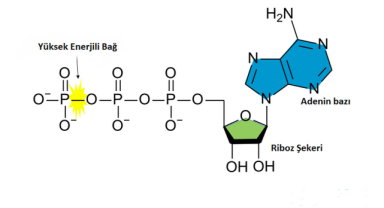 ATP Hangi Organelde Sentezlenir