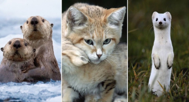 Bazı İnsanlar Hayvanları Neden Sevmez
