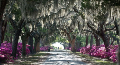 Bonaventure Mezarlığı